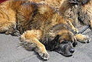 IT Network Connections Dog Slow After Windows 7 SP1 Upgrade