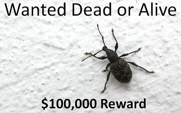 Wanted $100000 Reward