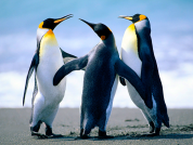 Penguins resized 178